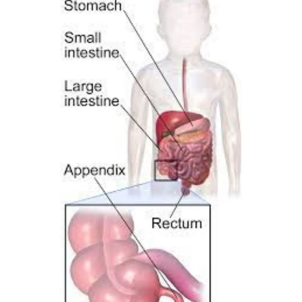 appendix