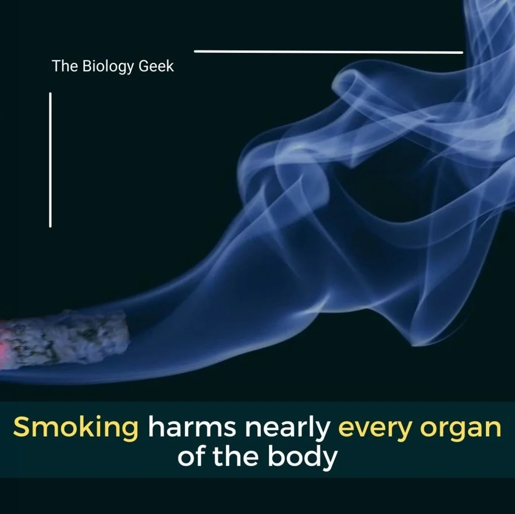 how does smoking affect your health