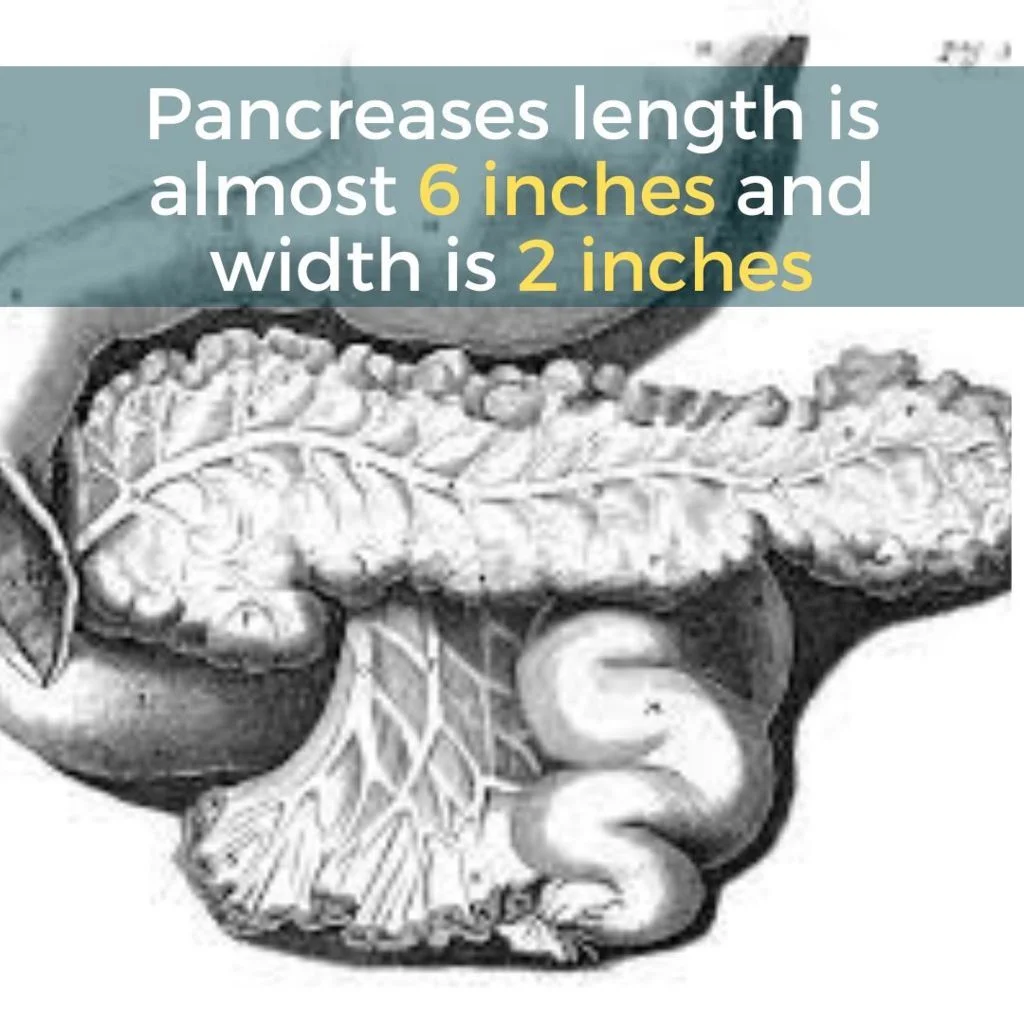 chronic pancreatitis causes