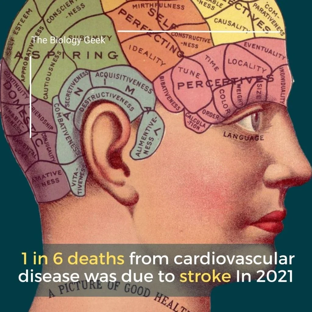 What symptoms of stroke